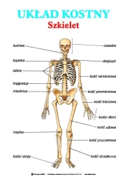 Anatomia i fizjologia człowieka - zestaw 20 tablic